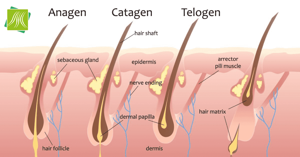 Medical Capelli - Clinica trattamento per i capelli Palermo