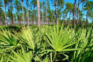 Piante Serenoa Repens per il trattamento della calvizie